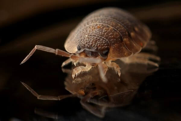 PEST CONTROL WELWYN, Hertfordshire. Services: Bed Bug Pest Control. Our team provides reliable and effective bed bug pest control services for all types of properties.