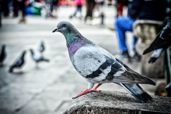 PEST CONTROL WELWYN, Hertfordshire. Services: Pigeon Pest Control. Our team provides professional pigeon pest control services to ensure your property is bird-free.