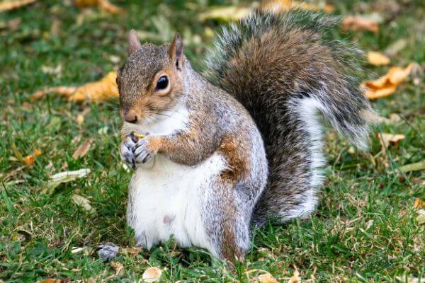 PEST CONTROL WELWYN, Hertfordshire. Services: Squirrel Pest Control. Our top priority with squirrel pest control is to safely remove squirrels from your property.